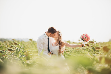 Wedding couple kissing and posing in a field of sunflowers.の写真素材
