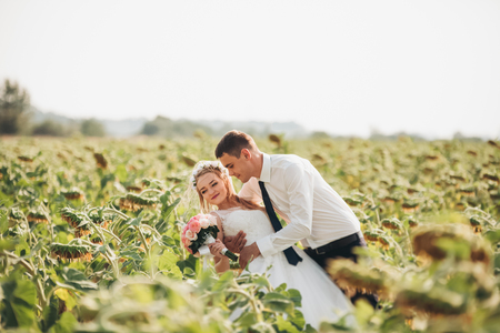 Wedding couple posing in a field of sunflowers.の写真素材