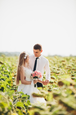 Wedding couple posing in a field of sunflowers.の写真素材