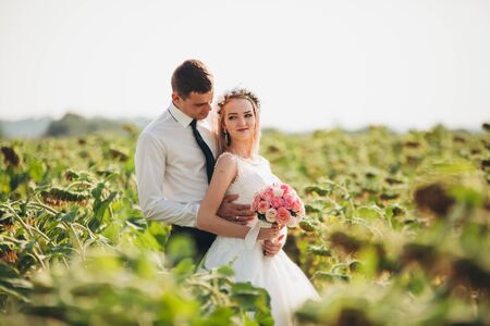Wedding couple posing in a field of sunflowers.の写真素材