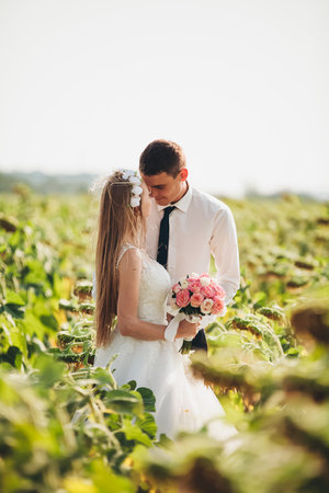 Wedding couple posing in a field of sunflowers.の写真素材