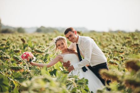 Wedding couple posing in a field of sunflowers.の写真素材