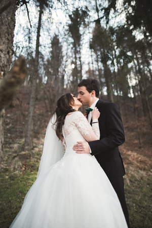 Wedding couple posing in pine forest.  Newlyweds in love.の写真素材