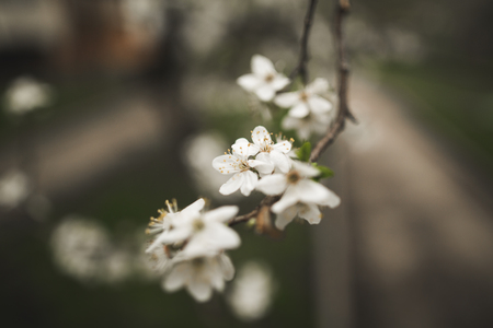 Spring blossom and flowersの写真素材
