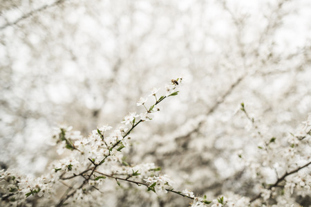 Spring blossom and flowers