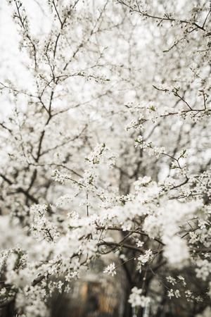Spring blossom and flowersの写真素材