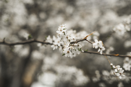 Spring blossom and flowers
