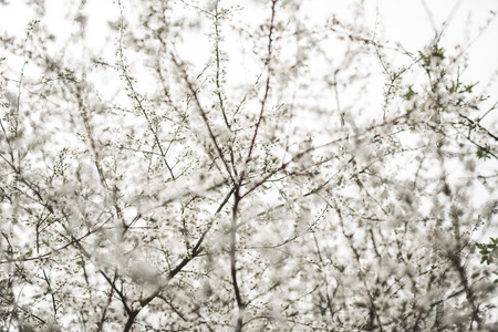 Spring blossom and flowers