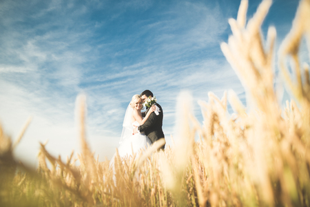 Elegant stylish happy blonde bride and gorgeous groom posing in wheat field on the background blue sky.の写真素材