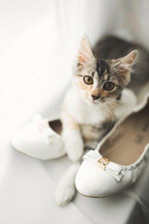 White stylish wedding shoes for bride. Close-upの写真素材