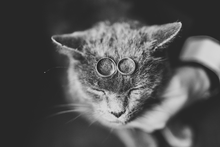 Two golden wedding rings with funny catの写真素材