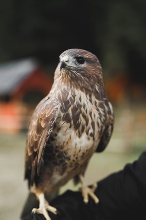 A Peregrine Falcon perched on a stumpの写真素材
