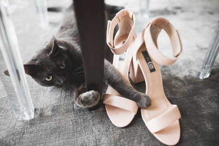 Big fluffy cat lies near wedding shoes of the bride