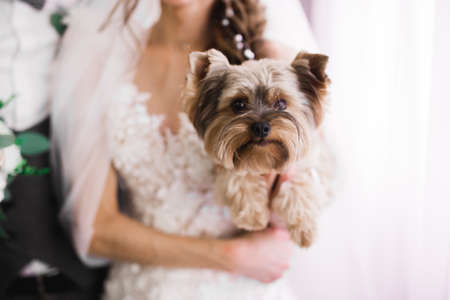 Beautiful luxury bride plays with funny fluffy dogの写真素材