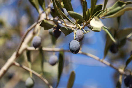 Ripe olives on the branches. Mediterranean nature, olive tree
