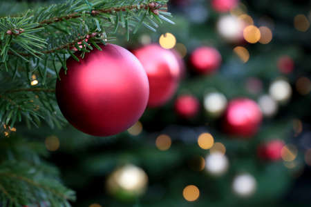 Red Christmas balls hanging on a fir branches on festive lights background. New Year tree with decorations, magic of a holidayの写真素材