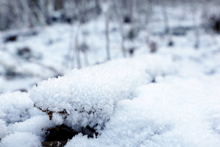 Winter forest, snow covered fallen trees, picturesque view for background. Nature after snowfall, cold weatherの写真素材