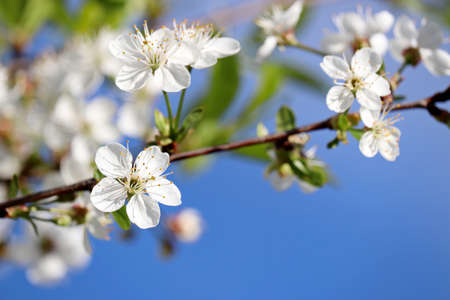 Cherry blossom in spring on background of blue sky. White flowers on a branch in a garden, soft colorsの写真素材