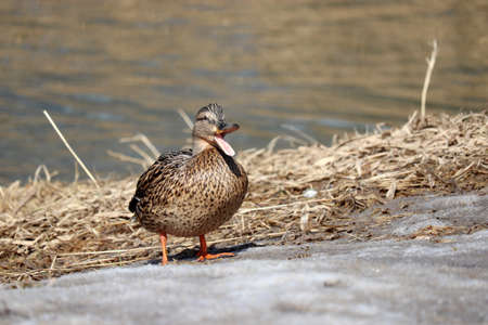 Mallard duck quacks standing on a river coast. Female wild duck at springの写真素材