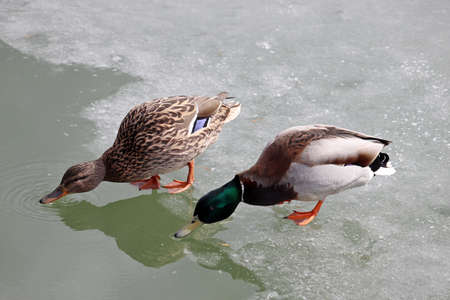 Couple of mallard ducks drink melting water standing on ice. Male and female wild ducks on spring lakeの写真素材