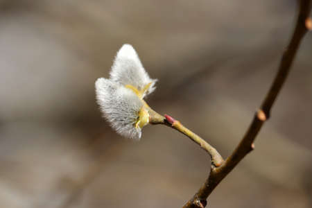 Pussy willow on the branches, catkins in spring forest close upの写真素材
