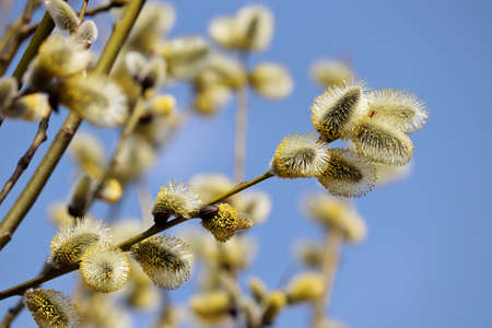 Pussy willow blooming on the branch. Yellow catkins in spring park on blue sky background,...