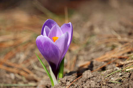 Crocus flower bloom in the spring garden. Violet saffron in sunny day