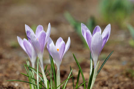 Crocus flowers bloom in the spring garden. Saffron in sunny dayの写真素材