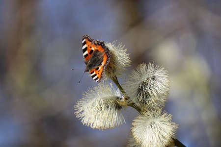 Spring season, European small tortoiseshell butterfly (Aglais urticae) sitting on a blooming pussy...