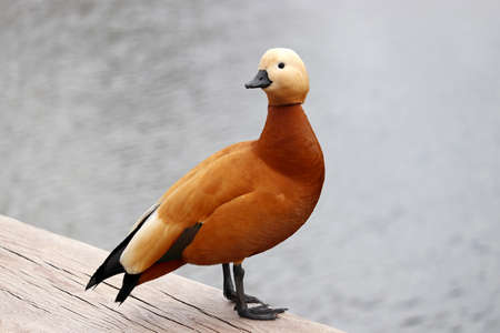 Shelduck (Tadorna ferruginea) standing on a lake coast. Male red duck in a park