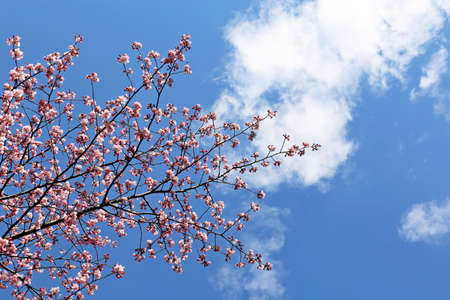 Pink sakura flowers on a branch on background of blue sky and white clouds. Cherry blossom in spring...