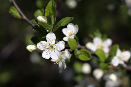 Plum blossom in spring garden on blurred background. White flowers with leaves on a branchの写真素材