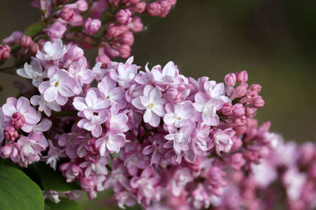 Lilac flowers closeup. Spring blossom and green leaves on blurred backgroundの写真素材