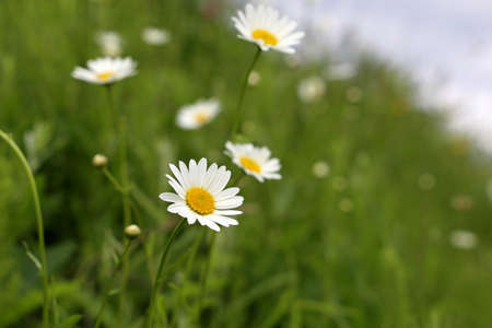 White daisy flowers on summer meadow in green grass. Chamomiles blooming on hill slope, beauty of...