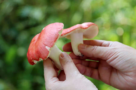 Picking edible mushroom in a forest. Russula mushrooms with red cap and white leg in female handsの写真素材