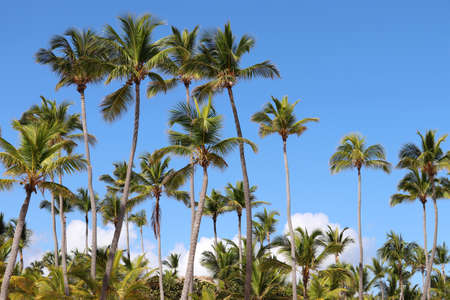 Coconut palm trees on blue sky with white clouds background. Tropical beach, paradise natureの写真素材