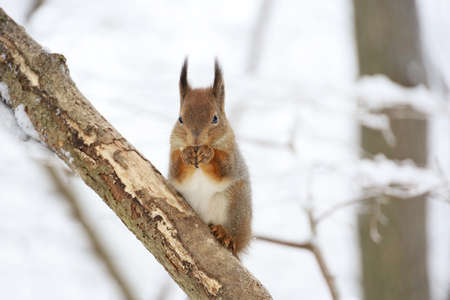 Portrait of red squirrel sitting on a tree branch in winter forest and nibbling seeds on snow...