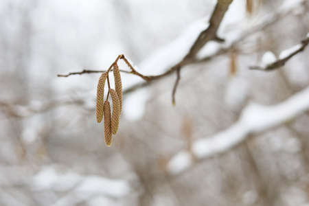 Hazel catkins on a tree branch covered with snow and ice. Forest in winter, frost weatherの写真素材