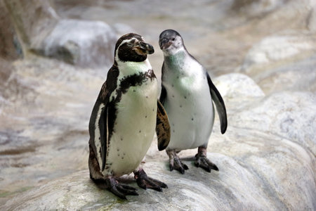 Couple of Humboldt penguins standing on a rocky shore. Two South American penguins resting after swimmingの写真素材