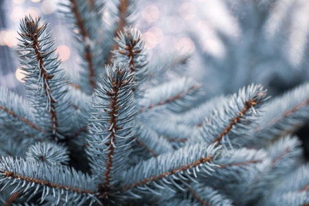 Silver spruce branches with needles closeup, natural New Year tree for Christmas backgroundの写真素材