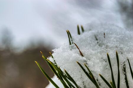 The pine branches are covered with snow. Coniferous branch close-up on a winter day against the background of falling snowの写真素材