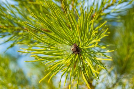 The pine branches are covered with snow. Coniferous branch close-up on a winter day against the...