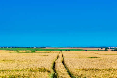 A field of ripe wheat against a blue sky. A path in an agricultural field of ripe grain crops. Harvest. Wheat on the background of the sky with clouds, a field of ripe wheat ears of Golden color.の写真素材