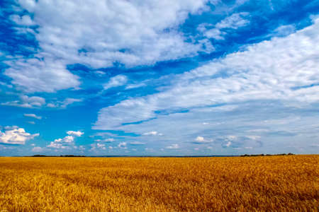A field of ripe wheat against a blue sky. A path in an agricultural field of ripe grain crops. Harvest. Wheat on the background of the sky with clouds, a field of ripe wheat ears of Golden color.の写真素材