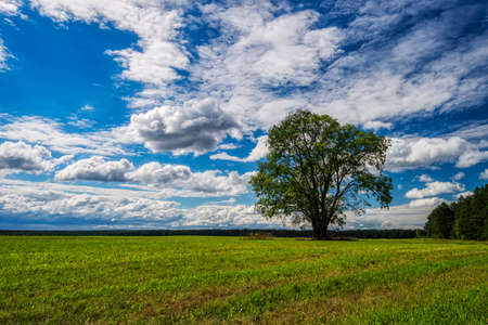 A lone tree in a summer field. Green summer meadow against a beautiful sky. Picturesque hilly fields, spruce forest and a lone tree.の写真素材