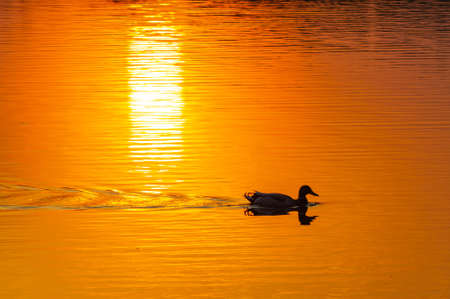 silhouette of a wild duck in the contour rays of the setting sunの写真素材