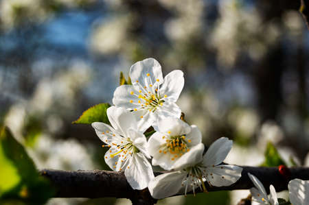 Apple tree blooms in spring close-up. Apple blossom. Spring white flowers, blooming Apple tree in...