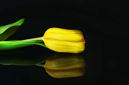 The bud of a yellow tulip lies on a black mirror surface close upの写真素材
