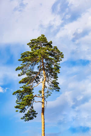 A very tall pine tree against a clear blue sky on a sunny day. Low-angle view. The coniferous tree...