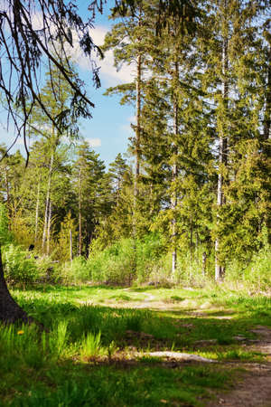 A picturesque path in a beautiful green mixed forest in summer. Beautiful landscape of green forest on a beautiful sunny day with tall pines, grass and moss. Natural landscape with lush vegetationの写真素材
